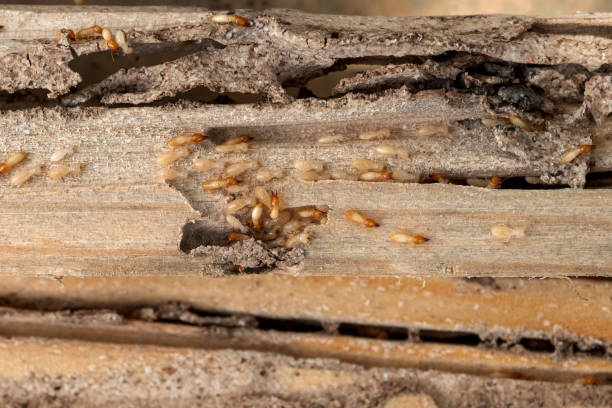 Best Pest Removal Services  in Beebe, AR